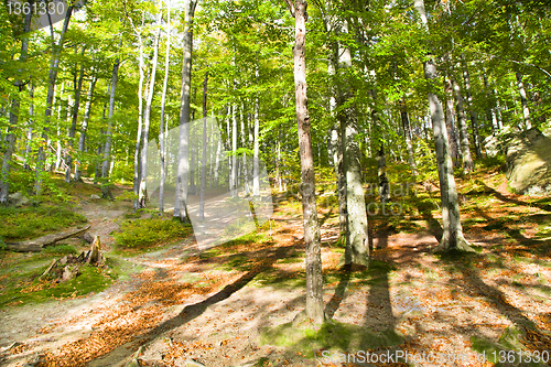 Image of Beechen wood 