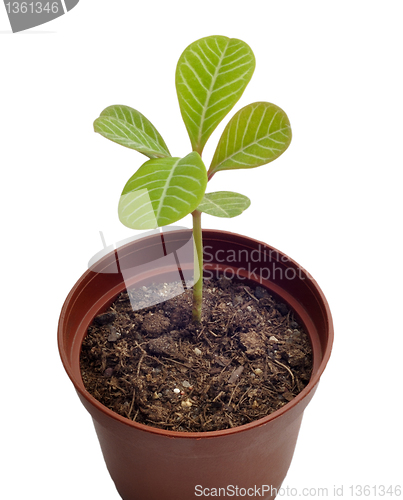 Image of spurge seedling