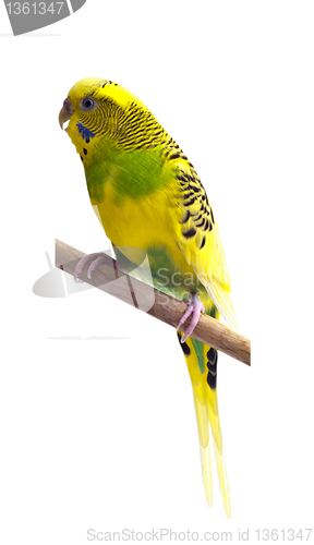 Image of Yellow and green budgie