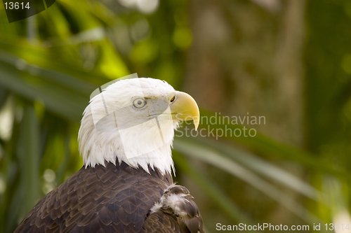 Image of Eagle