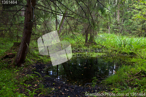 Image of Open standing water inside mixed stand