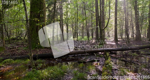 Image of Summer midday with light entering rich deciduous stand