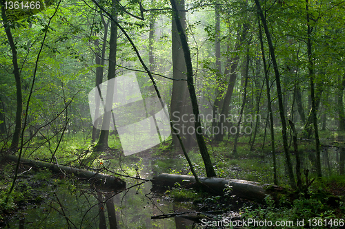 Image of Summer midday with light entering rich deciduous stand