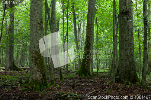 Image of Old trees in natural stand of Bialowieza Forest