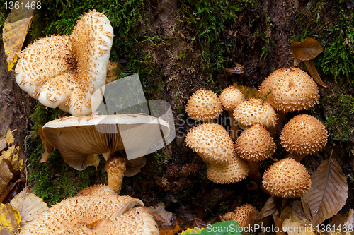 Image of Bunch of autumnal pholiota fungi closeup