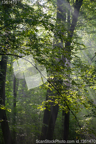 Image of Hornbeam branches in light of sunrise