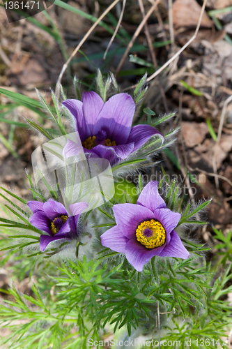 Image of Flowering Pasque flower plant