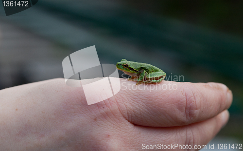 Image of Tree frog Hyla arborea sitting