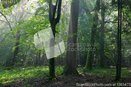 Image of Misty deciduous stand in morning