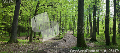 Image of Early spring deciduous stand