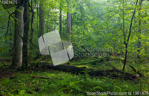 Image of Moss wrapped hornmeam and broken one  lying