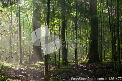 Image of Misty deciduous stand in morning