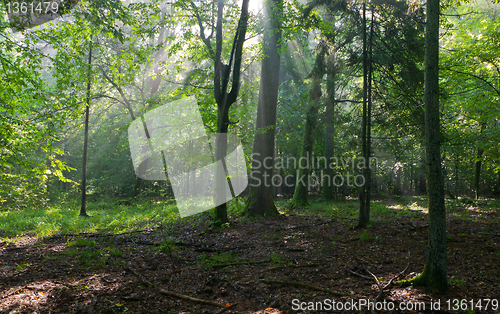 Image of Misty deciduous stand in morning