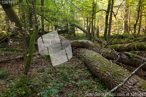 Image of Old oak trees broken lying