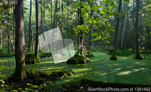 Image of Natural alder-carr stand of Bialowieza Forest with standing water