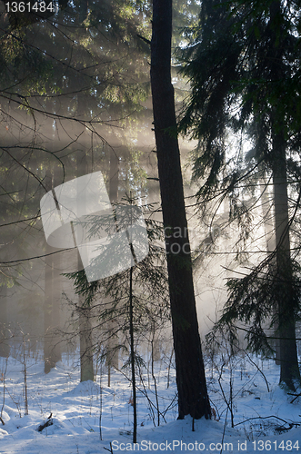 Image of Winter landscape of coniferous stand