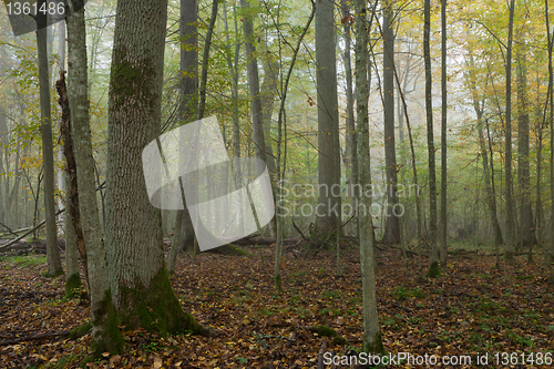 Image of Old trees in natural stand of Bialowieza Forest