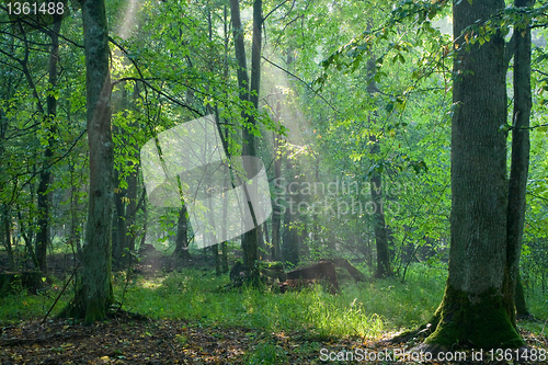 Image of Last light of day entering old forest