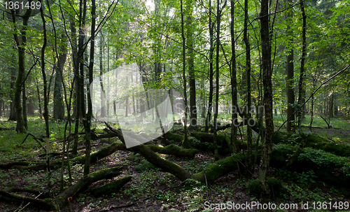 Image of Summer sunset with light entering rich deciduous stand