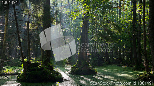 Image of Natural alder-carr stand of Bialowieza Forest with standing water