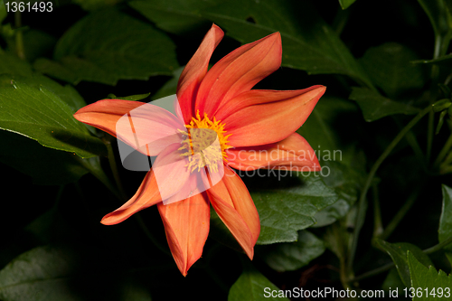 Image of Single orang Dahlia flower closeup
