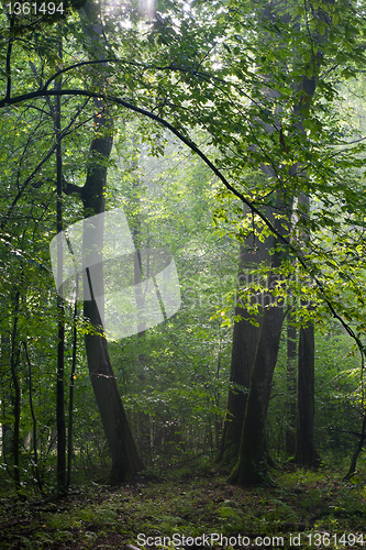 Image of Misty deciduous stand in morning