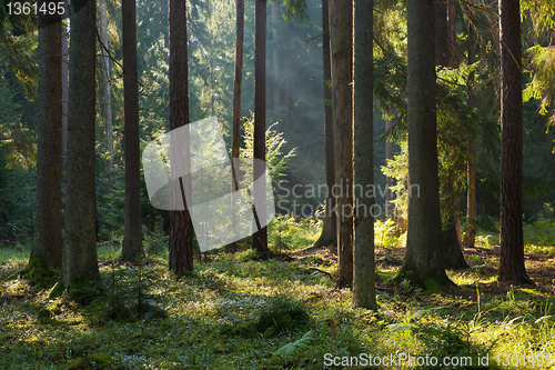 Image of Old coniferous stand of Bialowieza Forest in summer morning