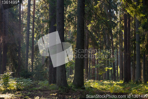 Image of Old coniferous stand of Bialowieza Forest in summer morning