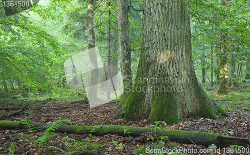 Image of Two old oak tree partly moss wrapped