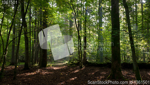 Image of Path crossing deciduous stand of Bialowieza Forest 