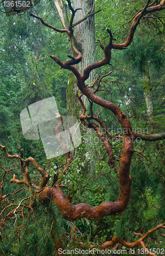 Image of Old Pine Tree broken branch lying