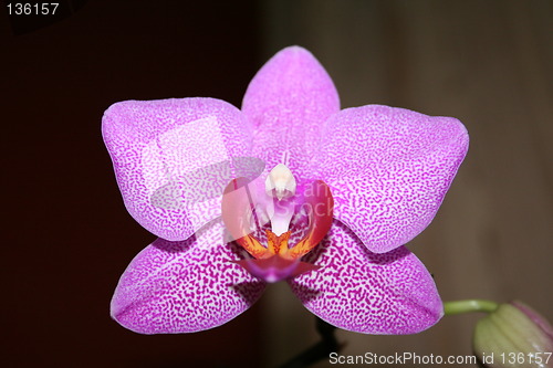 Image of Flower