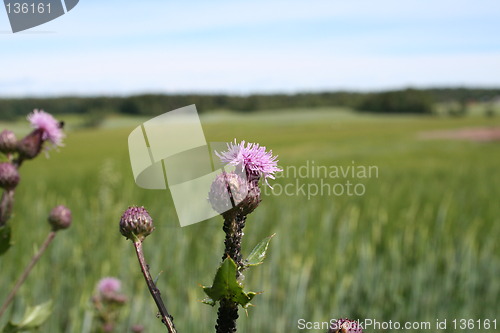 Image of Summer