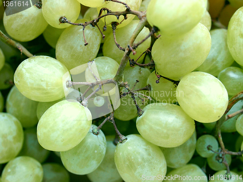 Image of Grape picture