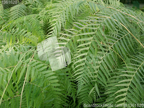 Image of Ferns picture
