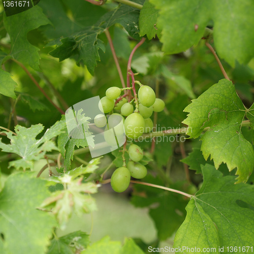 Image of Grape picture