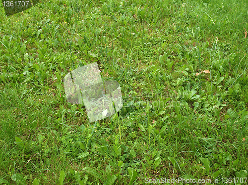 Image of Grass meadow