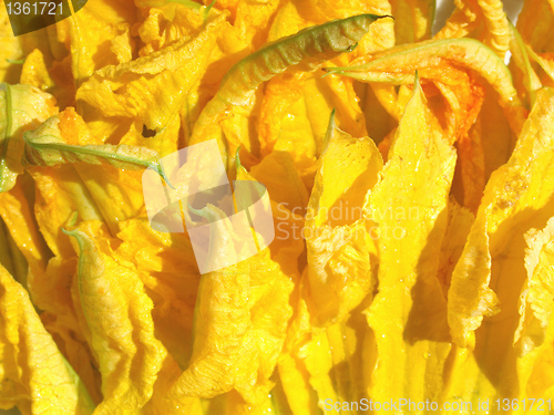 Image of Courgette flowers