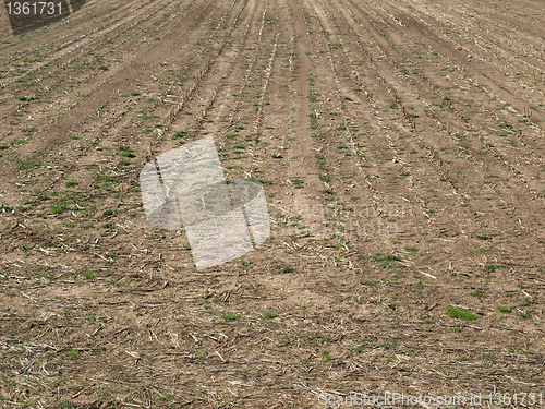 Image of Field picture