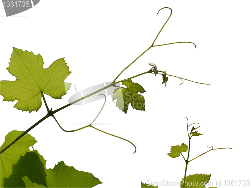 Image of Vine picture