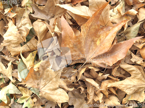 Image of Falling leaves