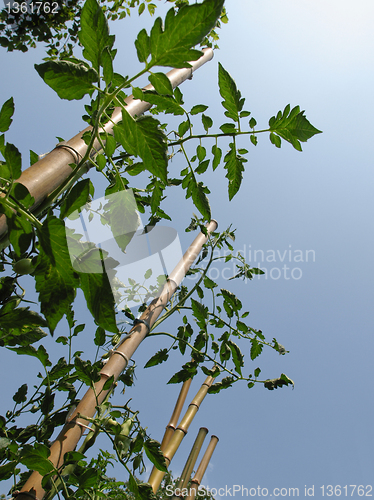 Image of Tomato plants