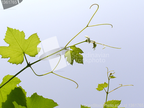 Image of Vine picture