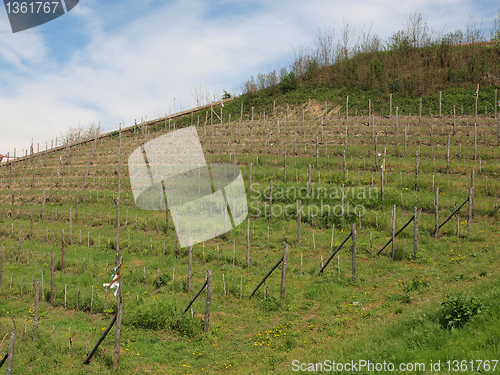 Image of Grapevine vitis