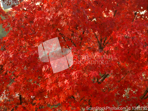 Image of Maple leaves