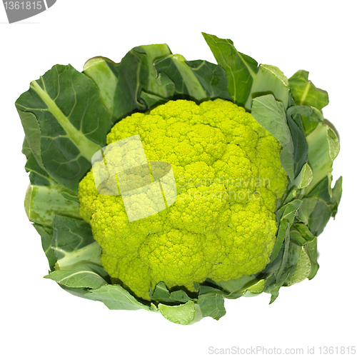 Image of Cauliflower