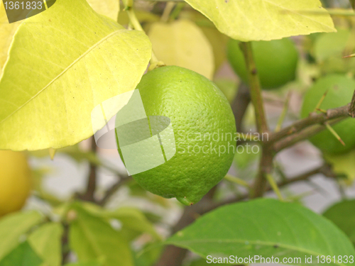 Image of Lemon picture