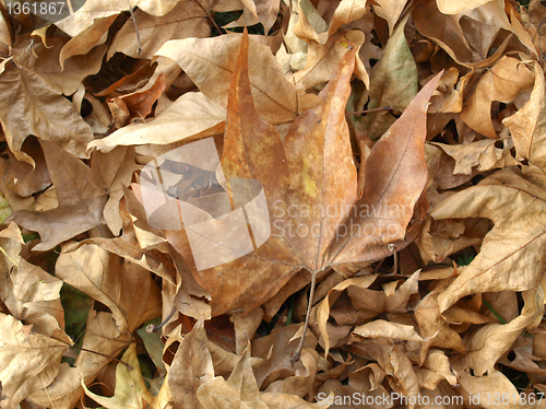 Image of Falling leaves