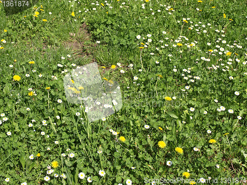 Image of Daisy meadow