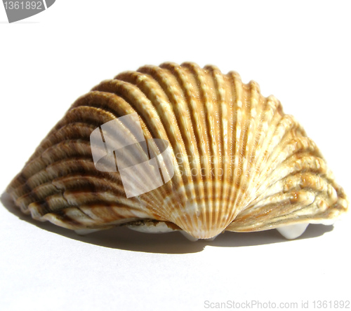 Image of Shell picture